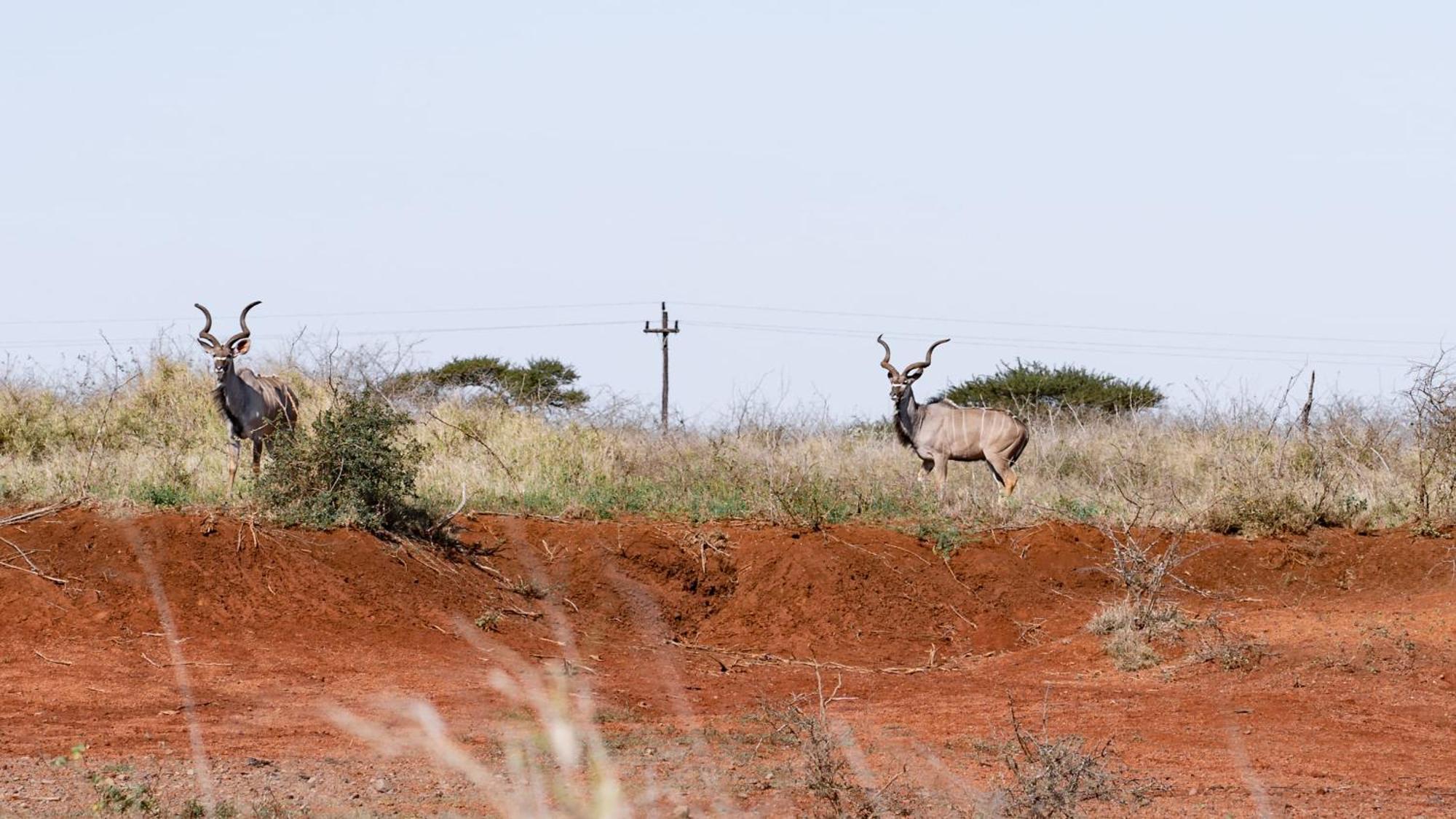 Umkhaya Lodge Mkuze Bagian luar foto